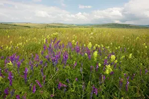 Vetch: Vetches and a Yellow Rattle (Rhinanthus rumelicus)