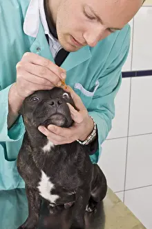 Exam: Veterinaire conducting a test to fluoresceine