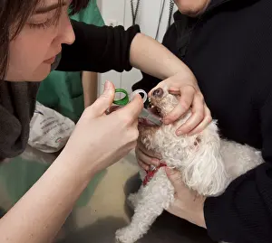 Providing: Veterinarian administering a drug to a Bichon Maltese