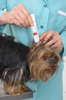 Exam: Veterinarian applying ointment to a Yorkshire