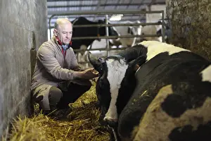 Exam: Veterinarian at the bedside of a sick cow in a barn