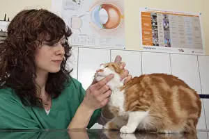 Hooks: Veterinarian checking the teeth of a tiger cat European