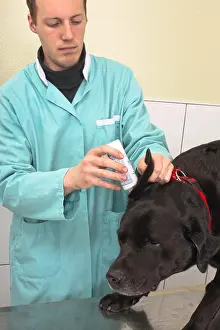 Exam: Veterinarian clining ears of a black Labrador