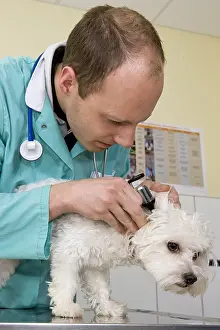 Exam: Veterinarian examining a Bichon Maltese in his office