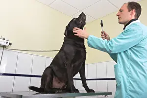 Exam: Veterinarian examining a black Labrador