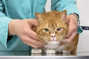 Exam: Veterinarian examining a cat