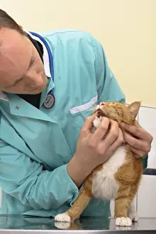 Hooks: Veterinarian examining a cat
