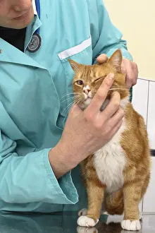 Exam: Veterinarian examining a cat