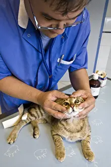 Exam: Veterinarian examining a domestic cat