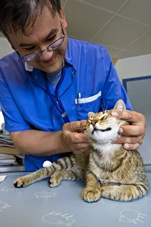 Exam: Veterinarian examining a domestic cat