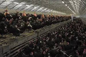 Rearing: Veterinarian examining farm laying Hens France