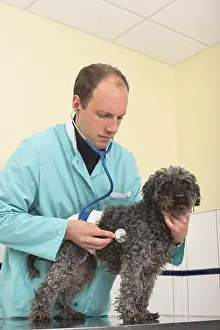 Operation: Veterinarian examining a poodle after an operation