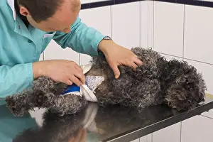 Operation: Veterinarian examining a poodle after an operation