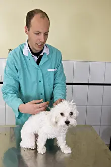 Bichon: Veterinarian immunizing a Bichon Maltese in his office