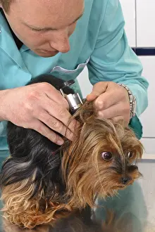 Inspecting: Veterinarian inspecting the ears of a Yorkshire