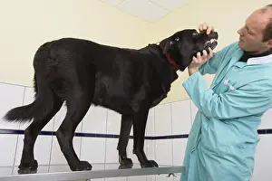Hooks: Veterinarian inspecting the teeth of a black Labrador