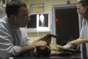 Exam: Veterinarian observing the forelimb of a Siamese Cat France