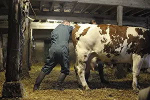 Housing: Veterinarian practicing a rectal search on a Cow