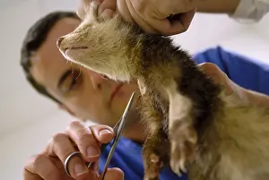 Blouse: Veterinary care for a ferret Nantes France