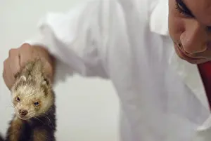 Blouse: Veterinary care for a ferret Nantes France