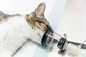 Table: Veterinary clinic, a cat on the operating table