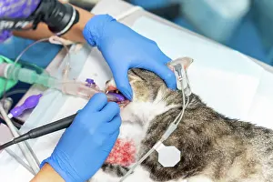 Working: Veterinary clinic with a cat, veterinarian working