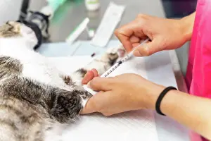 Table: Veterinary clinic, hands of a female veterinarian