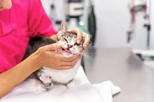 Table: Veterinary clinic, young veterinarian with a cat
