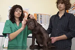 Ager: Veterinary controlling the ears of a Labrador puppy