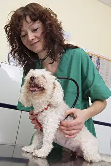 Exam: Veterinary controlling the heart of a Bichon Maltese