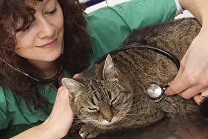 Exam: Veterinary controlling the heart of a European cat France