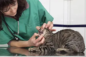 Hooks: Veterinary controlling the tooths of an European cat France