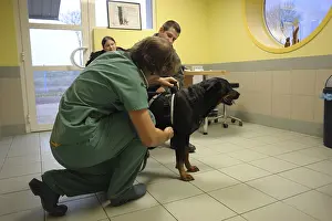 Veterinarian: Veterinary examination of behavioral assessment France