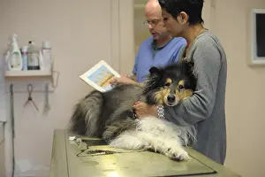 Herding: Veterinary explaining the paralysis of a Collie Dog France