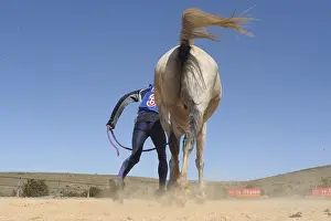 Saddle: Veterinary inspection during an endurance riding France
