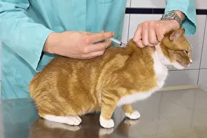 Exam: Veterinary making injection to a cat