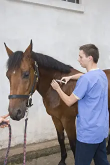Needles: Veterinary making an injection to a horse
