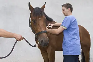 Providing: Veterinary making an injection to a Horse Obreck France