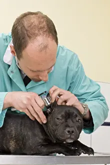 Exam: Veterinary observing the ears of a Staffordshire