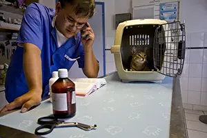 Phone: Veterinary pathology seeking a domestic cat