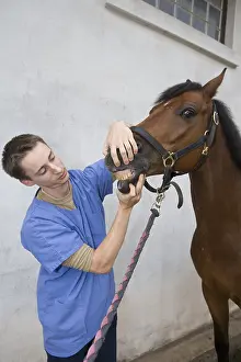 Hooks: Veterinary surgeon sounding a Saddle horse Obreck France