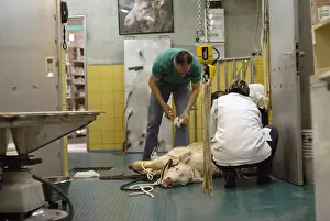 Operation: Veterinary surgery on a calf charolais