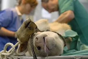 Ropes: Veterinary surgery on a calf charolais