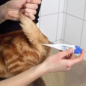 Instruments: Veterinary taking the temperature of a European Tiger Cat