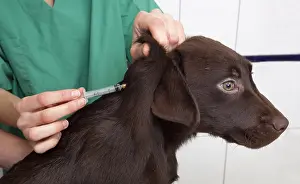 Needles: Veterinary vaccinating chocolate Lab puppy