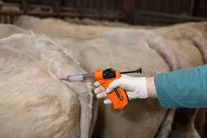 Needles: Veterinary vaccinating a herd of Charolais Cows