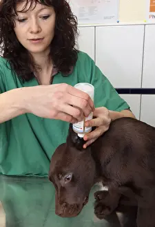 Cleanse: Veterinary washing the ear of a chocolate Lab puppy