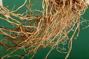 Vetiver: Vetiver - roots