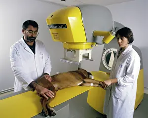Unwell: Vets with dog, receiving treatment for Cancer