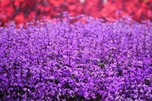 Lavender: A vibrant purple lavender field with a blurry background